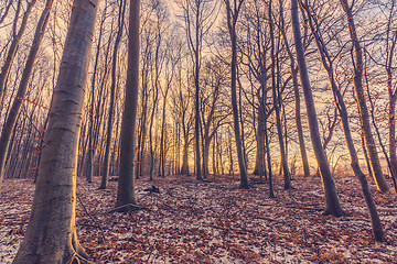 Image showing Sunrise in the forest at wintertime