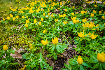 Image showing Springtime eranthis flowers in a garden