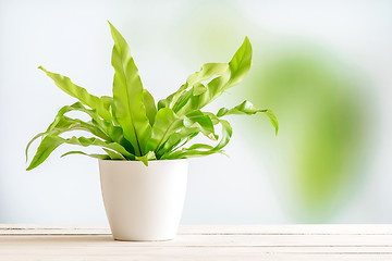 Image showing Green plant in a white flowerpot