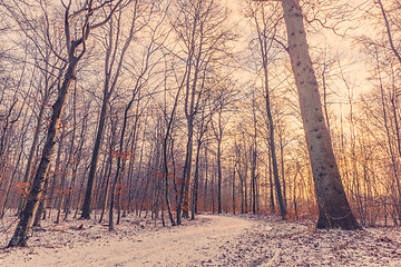 Image showing Forest at wintertime in the sunrise