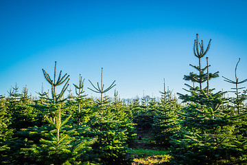 Image showing Christmas trees at a pine plantation