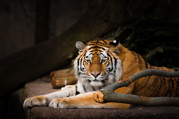 Image showing Tiger resting on a rock