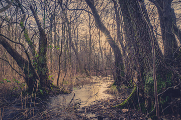 Image showing Forest with a frozen river