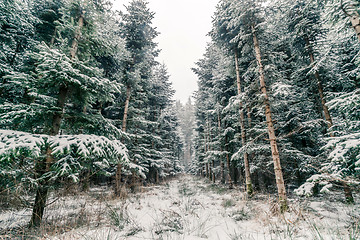 Image showing Pine trees covered with snow in a forest
