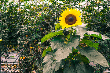 Image showing Sunflower in a greenery
