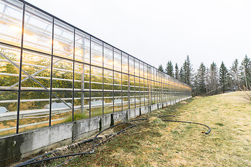 Image showing Large greenhouse with green plants