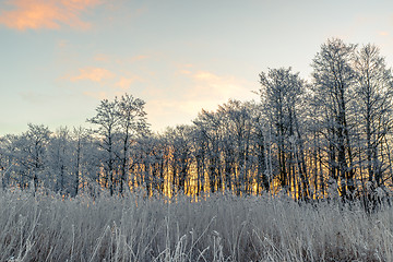 Image showing Trees in the morning sunrise in the winter