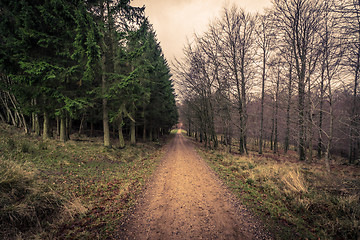 Image showing Road in a forest at dawn