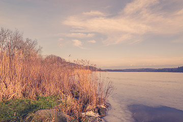 Image showing Reeds by a frozen lake