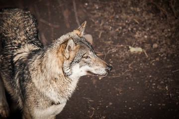 Image showing Grey wolf in a forest in autumn