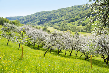 Image showing blooming apple trees