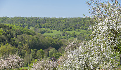 Image showing blooming apple trees