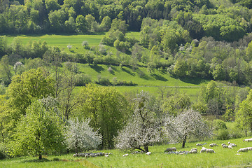 Image showing blooming apple trees