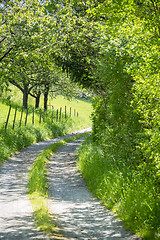 Image showing field path at spring time