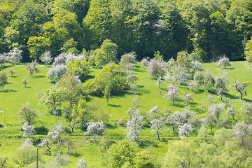 Image showing blooming apple trees