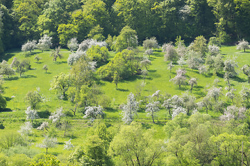 Image showing blooming apple trees