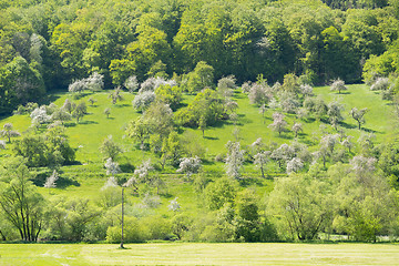 Image showing blooming apple trees