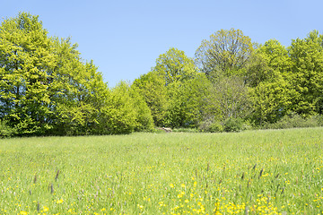 Image showing rural springtime scenery