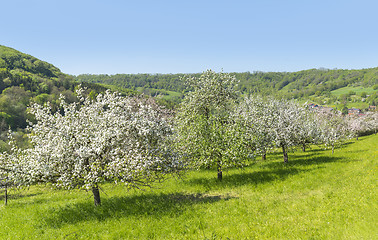 Image showing blooming apple trees