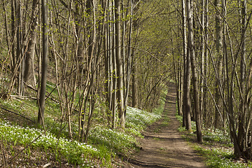 Image showing Sping in the forest