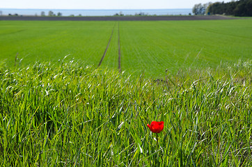 Image showing Stand alone - Red tulip in green grass