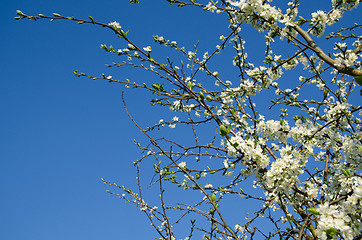 Image showing Spring with plum tree blossom