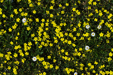 Image showing Yellow and white flowers all over the ground