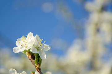Image showing Plum tree flowers