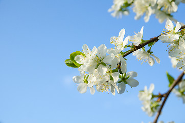 Image showing Plum tree blossom