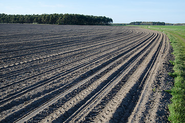 Image showing Newly sowed corn field