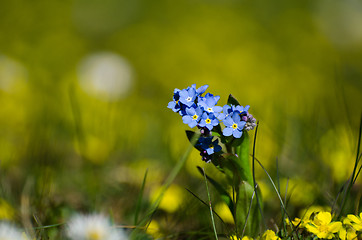 Image showing Sunlit blue spring flower