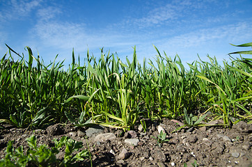 Image showing Growing corn closeup