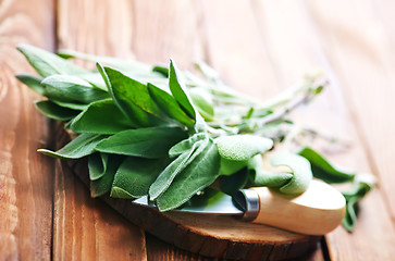 Image showing fresh sage