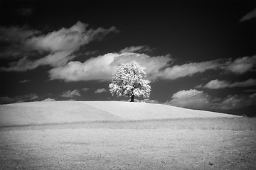 Image showing lonely tree with infrared filter