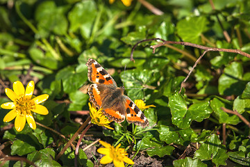 Image showing Aglais urticae butterfly in a garden