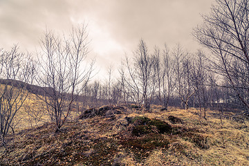 Image showing Birch trees on a meadow