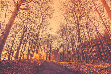 Image showing Bare trees by a forest trail