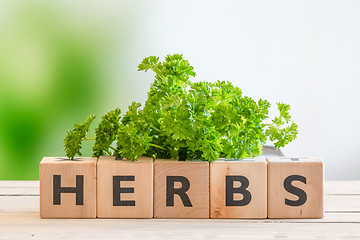 Image showing Herbs sign with fresh parsley