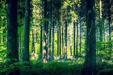 Image showing Idyllic forest with a clearing