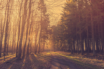 Image showing Morning sunrise in a forest with pine trees