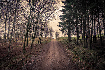 Image showing Trail surrounded by trees in a forest