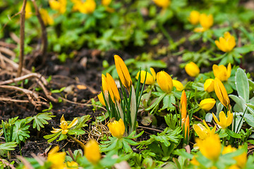 Image showing Crocus and eranthis in a garden