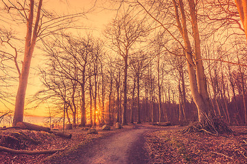 Image showing Road in the forest in the morning