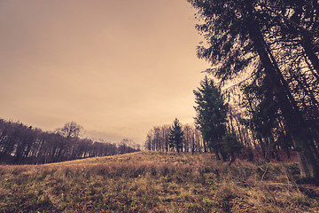 Image showing Prairie in the fall with pine trees