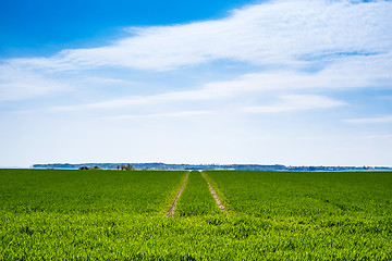Image showing Green field with dry tire tracks