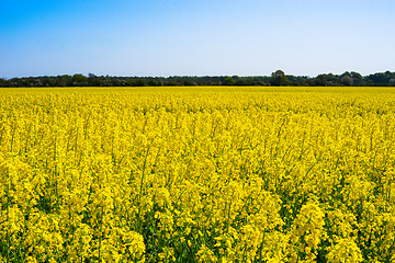 Image showing Colorful yellow rapeseed field