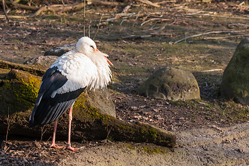 Image showing Stork in the sun at springtime