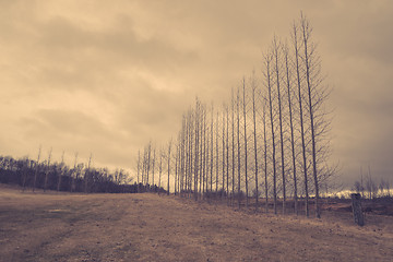 Image showing Bare trees on a row