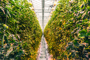 Image showing Tomato plants in a greenhouse