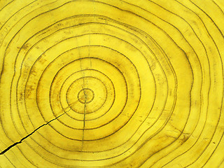 Image showing Sequoia circles